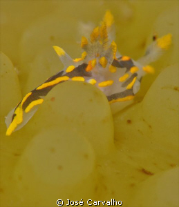 Nudibranch on kelp by José Carvalho 